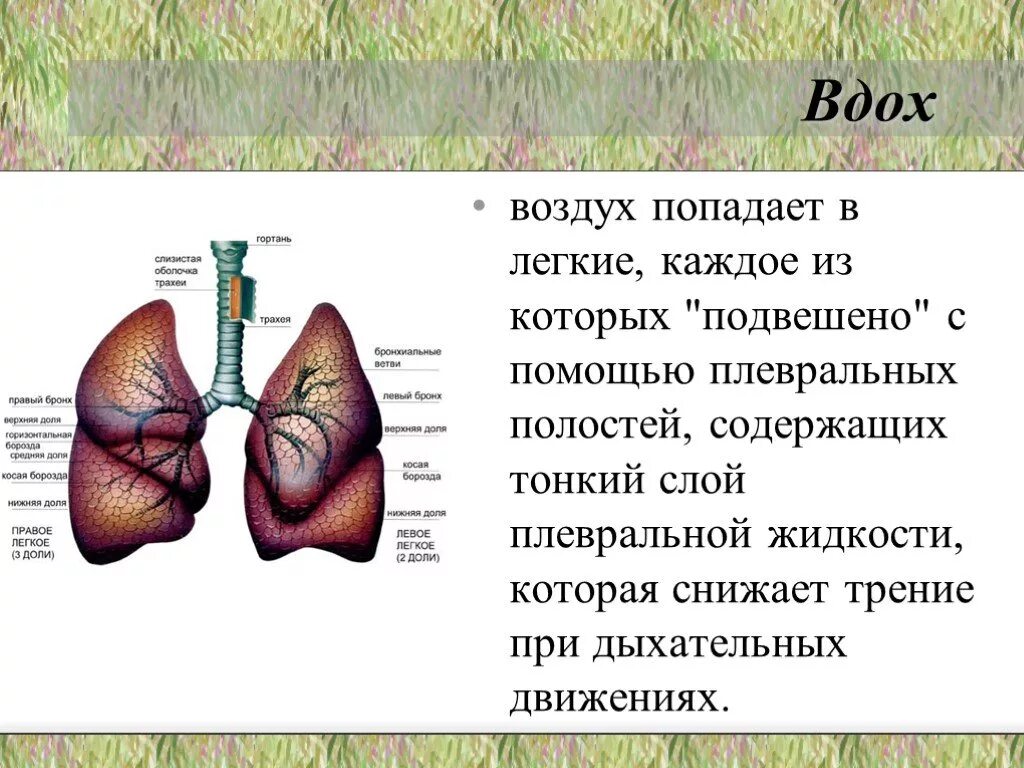 Воздух в легкие поступает через. Попадание воздуха в легкие. Как воздух попадает в лёгкие. Воздух попадает в легкие благодаря.