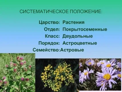 Систематические группы растений ромашка