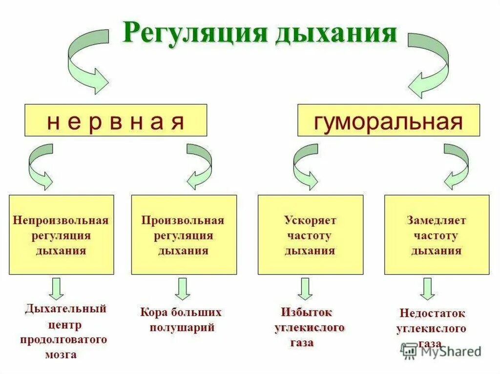 Центр произвольных дыхательных движений. Регуляция дыхания нервная и гуморальная таблица. Нервная регуляция дыхания таблица. Регуляция процесса дыхания таблица. Нервная и гуморальная регуляция процесса дыхания.