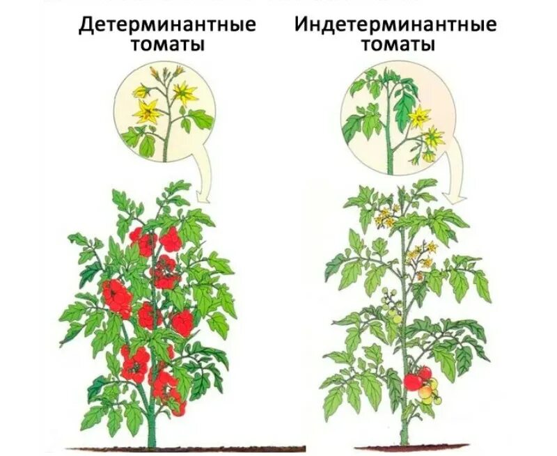 Как формировать детерминантные томаты. Формирование детерминантных томатов. индетерминантные пасынкование. пасынкование индетерминантных томатов. детерминантные сорта томатов формирование схема.