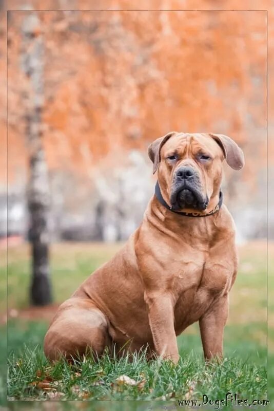 Войс вельд. Войс вельд. Бурбуль молоссы. Войс вельд. Войс вельд атутау.