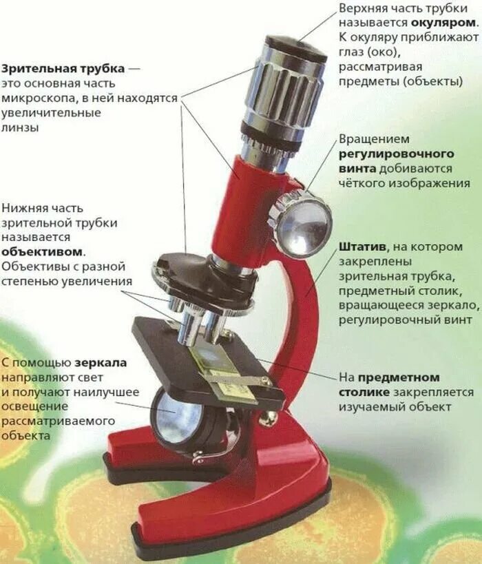 Состав цифрового микроскопа. Строение микроскопа биология. Микроскоп части микроскопа биология 5 класс. Цифровой микроскоп части микроскопа 5 класс. Основные части микроскопа, микроскоп 5 класс.