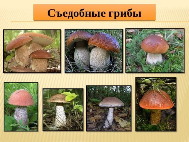 Проект 3 класс грибы класс окружающий Грибы это животные или растения Вопросы и ответы