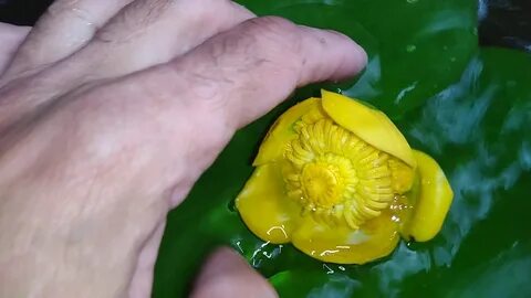 Риперам кубышка