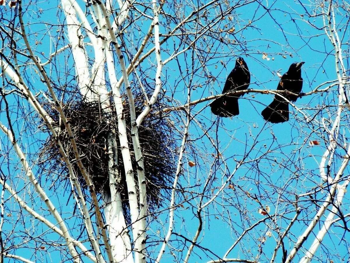 Самые первые птицы весной. Грачиные гнезда на деревьях. Колония грачей. Липа с гнездом Грача.