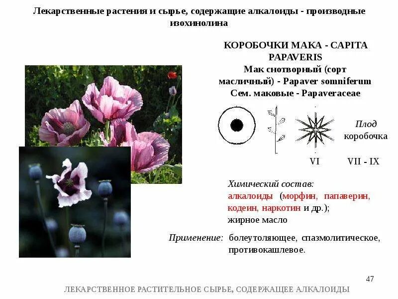 Какие растения содержат. Лекарственное сырье содержащее алкалоиды. лекарственное растительное сырье содержащее алкалоиды. тропические лекарственные растения содержащие алкалоиды. лекарственные растительные препараты содержащие алкалоиды.