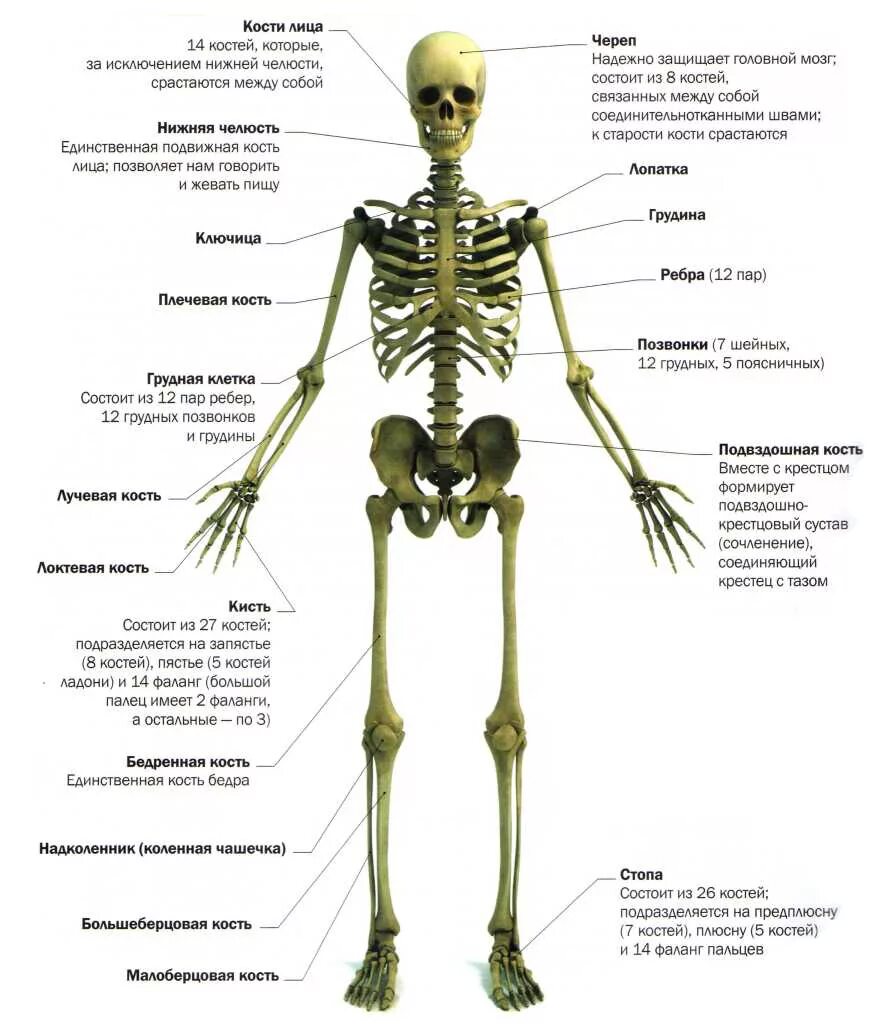 Строение скелета позвоночника. Скелет человека спина