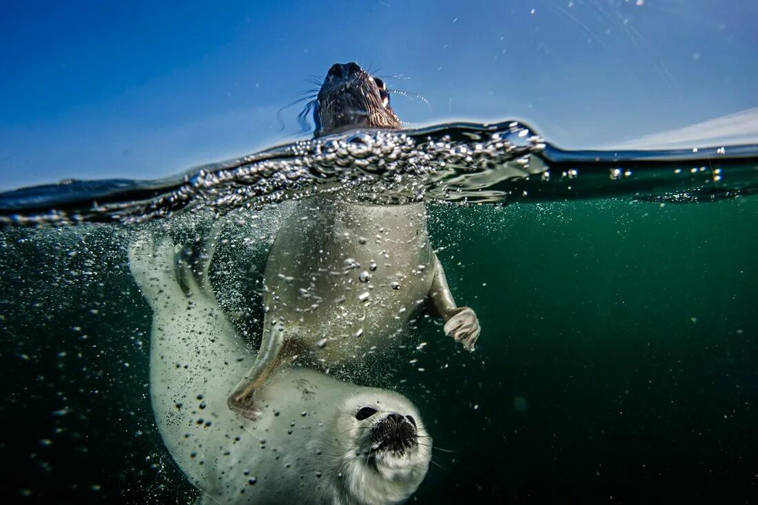 Звери под водой. Байкальская Нерпа плывет. Кольчатая Нерпа ныряет. Байкальская Нерпа в воде. Тюлень ныряет.