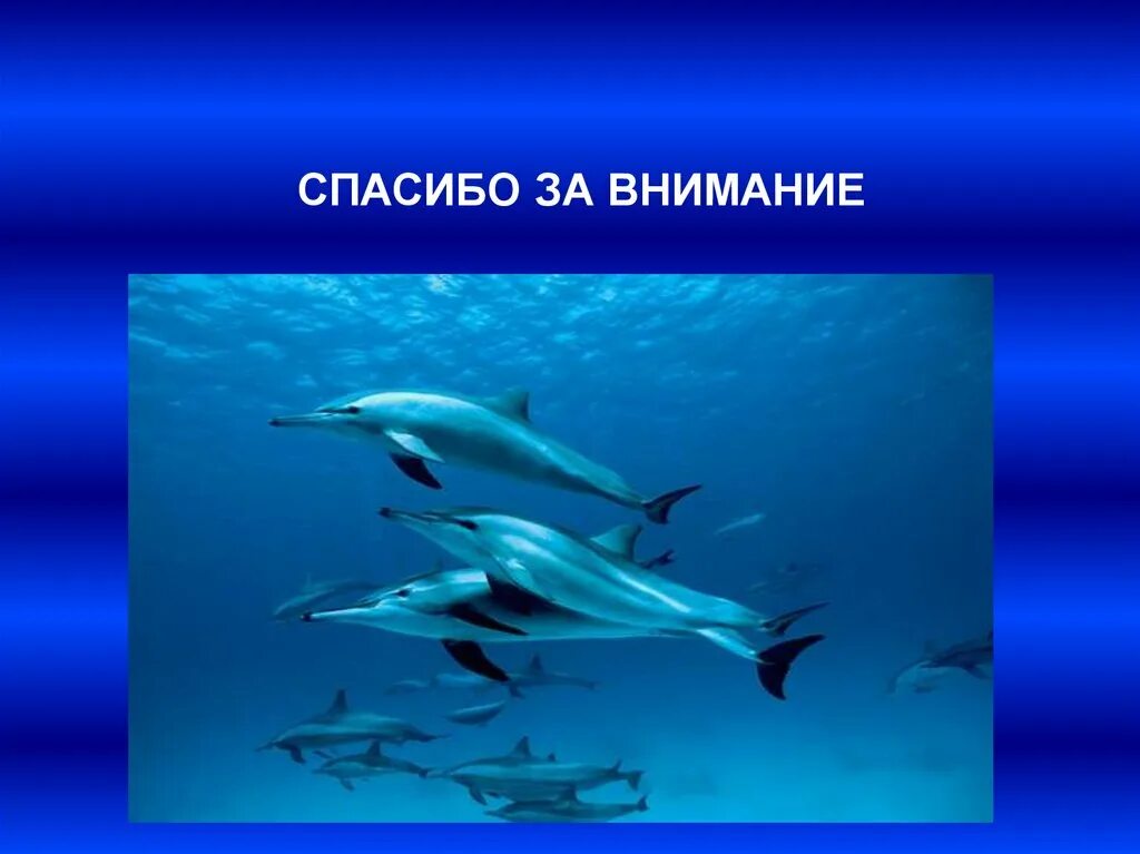 Обитатели океана презентация. Спасибо за внимание подводный мир. Спасибо за внимание рыба. Спасибо за внимание океан. Спасибо за внимание акула.