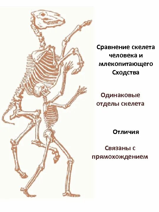 Сравнение скелета человека и млекопитающего. Скелет млекопитающих. Сходство человека с млекопитающими. Сходство скелета человека и млекопитающих. Что определяет скелет