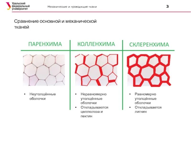 Основная функция механической ткани