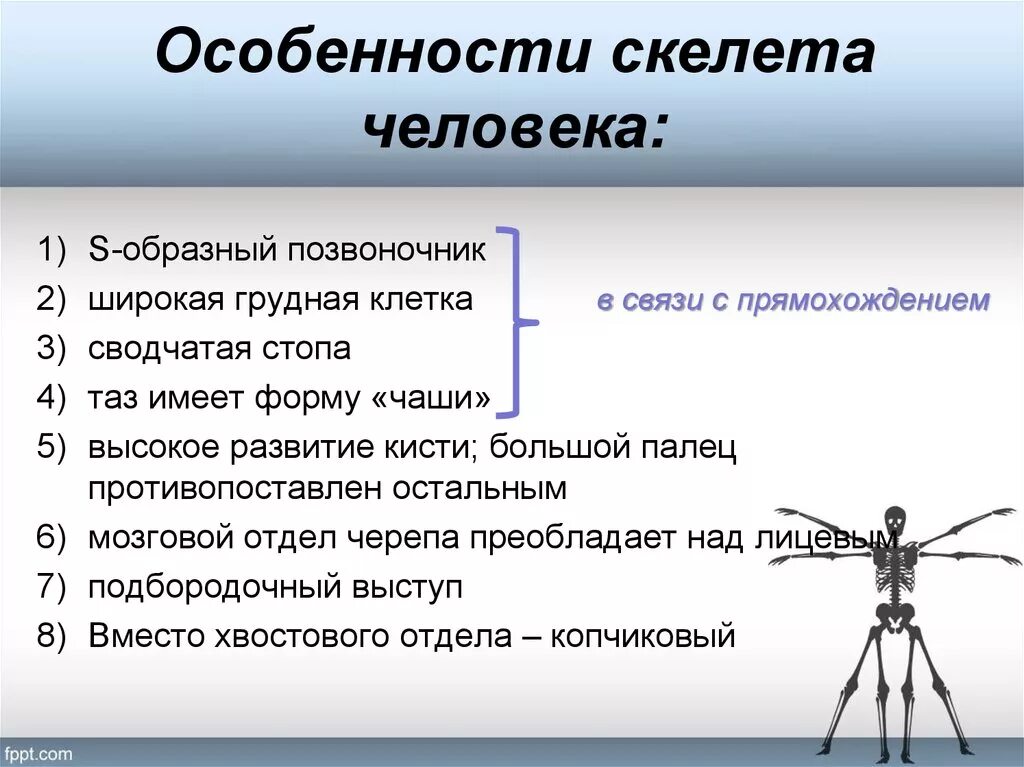 Особенности скелета человека. Особенности строения скелета человека. Отличительные признаки скелета человека. Прямохождение человека особенности.