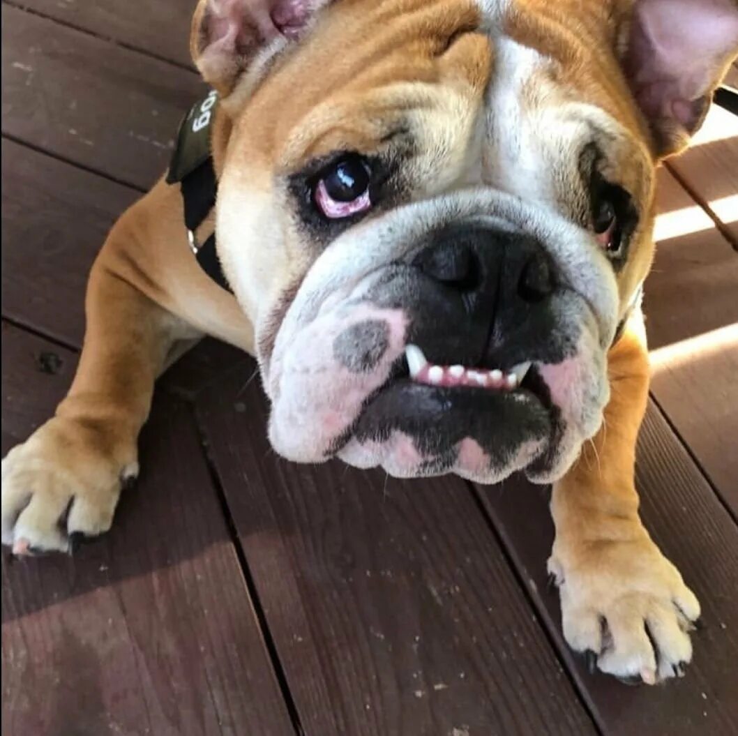 Английский бульдог прикус стандарт. Слюнявый французский французский бульдог. Американский бульдог стандарт. Зубы бульдога. Зубы французского бульдога.