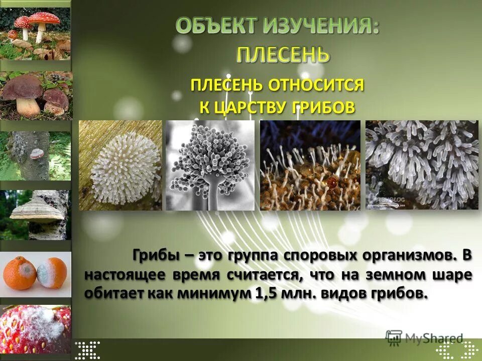 Разновидности плесневых грибов. Плесневые грибы относятся. Плесневые грибы царство. Плесневые грибы типы. Чем отличаются плесени