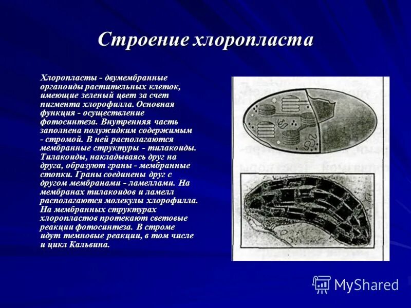 Функции стромы в хлоропласте. Хлоропласты строение и функции. Хлоропласты функции кратко. Строение структуры хлоропластов.