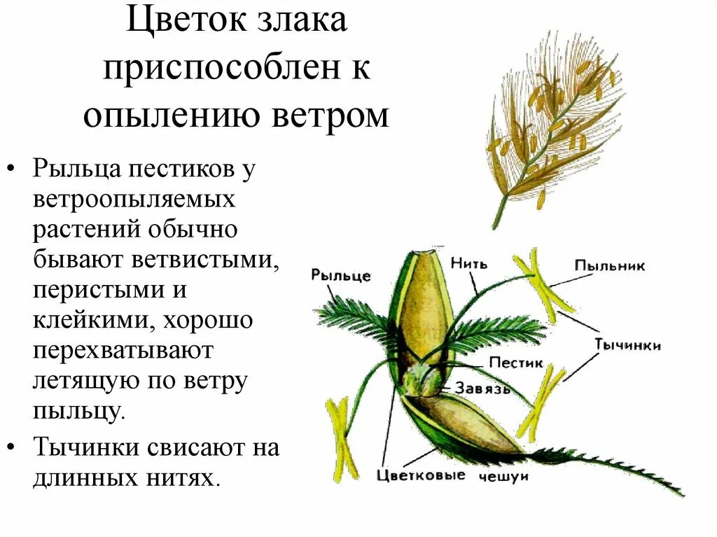 Типы опыления самоопыление. Ольха опыляется ветром или насекомыми. Ветроопыляемые и насекомоопыляемые цветки. Ольха ветроопыляемое растение. Опыление самоопыление и.