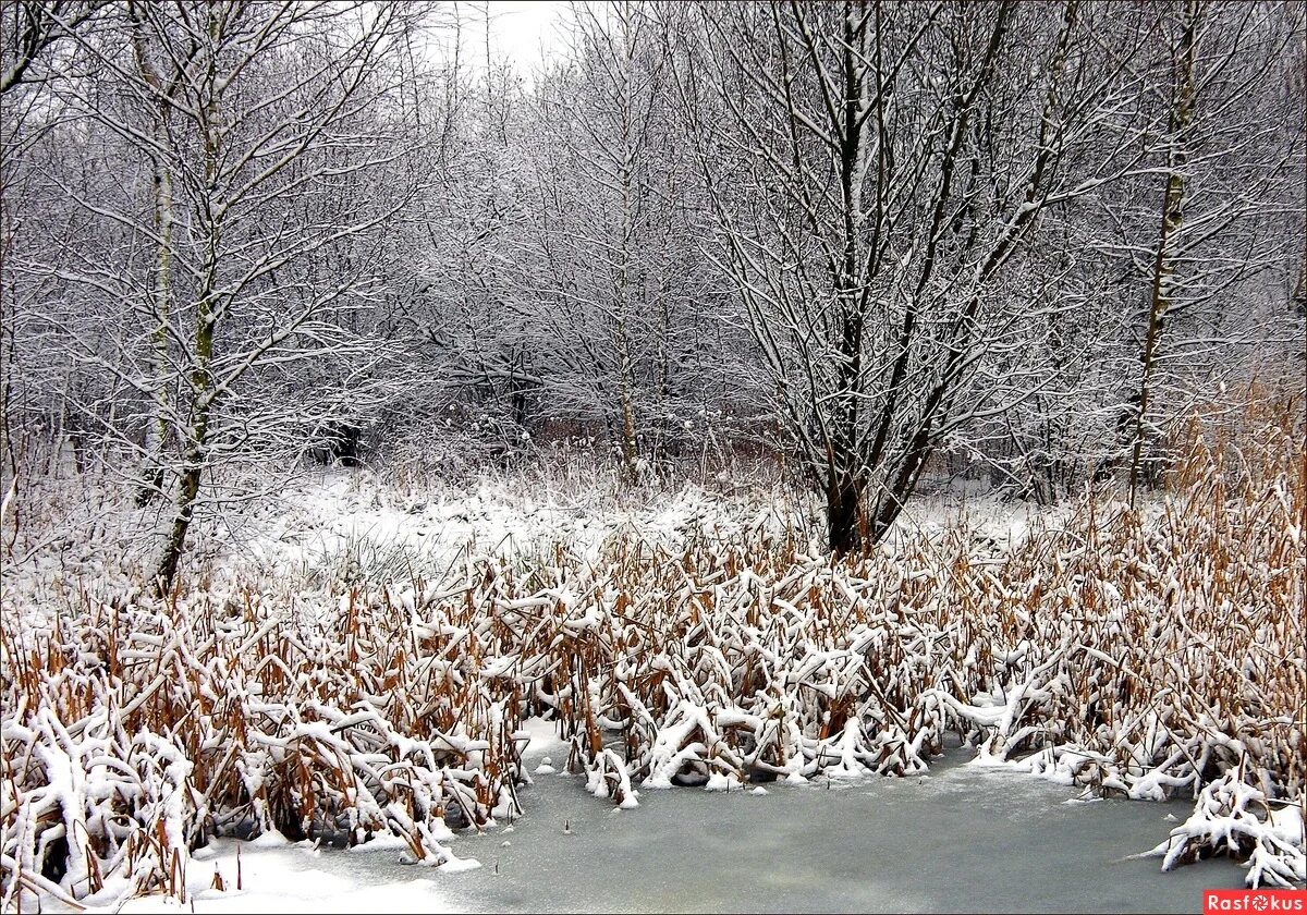 зима зеленая чшк. белый снег. немного снежно. немного снежно. немного снега.