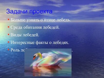 Интересные факты о лебедях