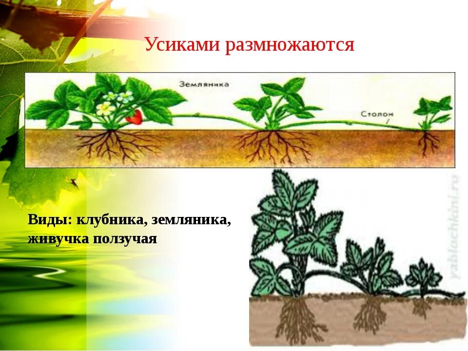 Какое размножение у земляники. Вегетативное размножение усами. вегетативное размножение земляники усами. вид размножения усами. усики вегетативное размножение.