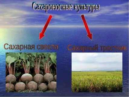 Техническая сахарная культура