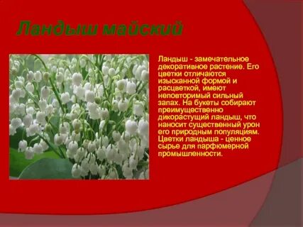 Саратовская красная книга растений