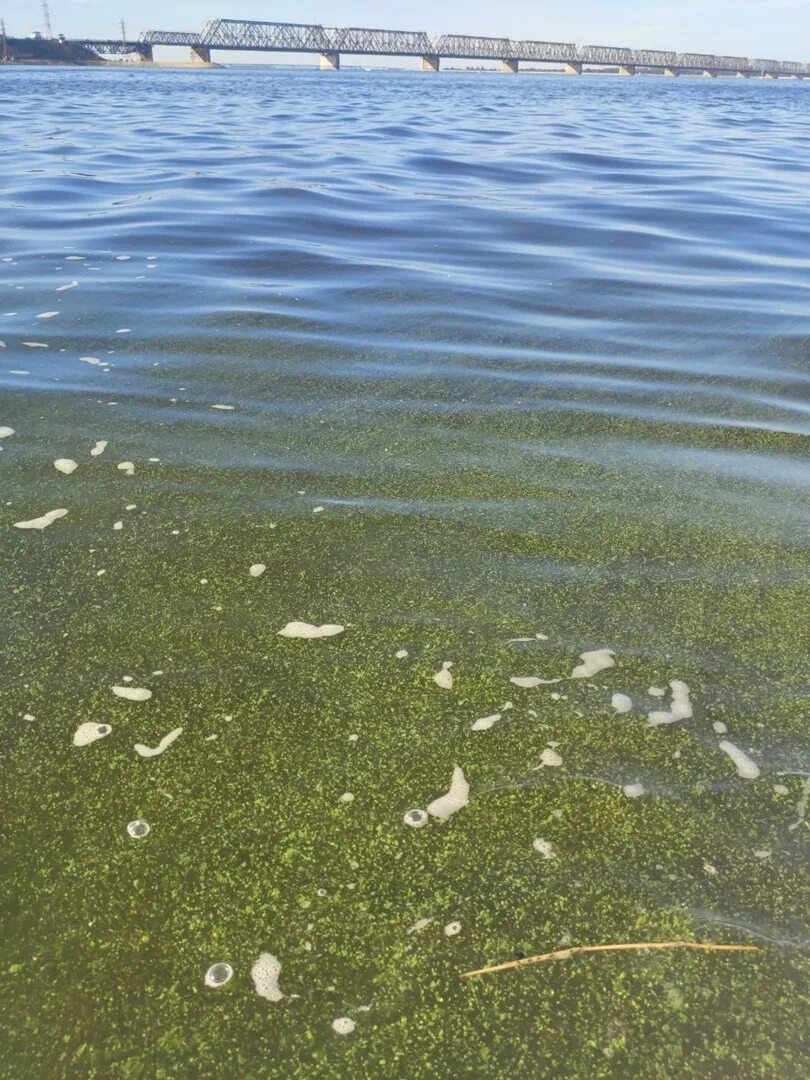 Вода в волге в ульяновске сейчас. Река волга ульяновск. волга цветет ульяновск. водоросли в волге.