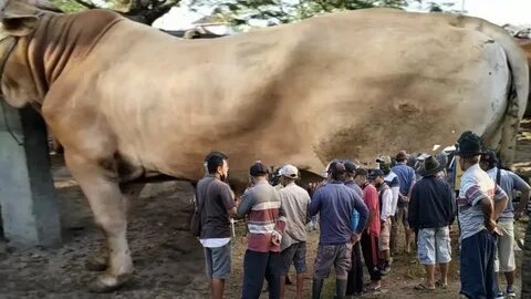 27 juta sapi carolis pasar sapi padangan Bojonegoro