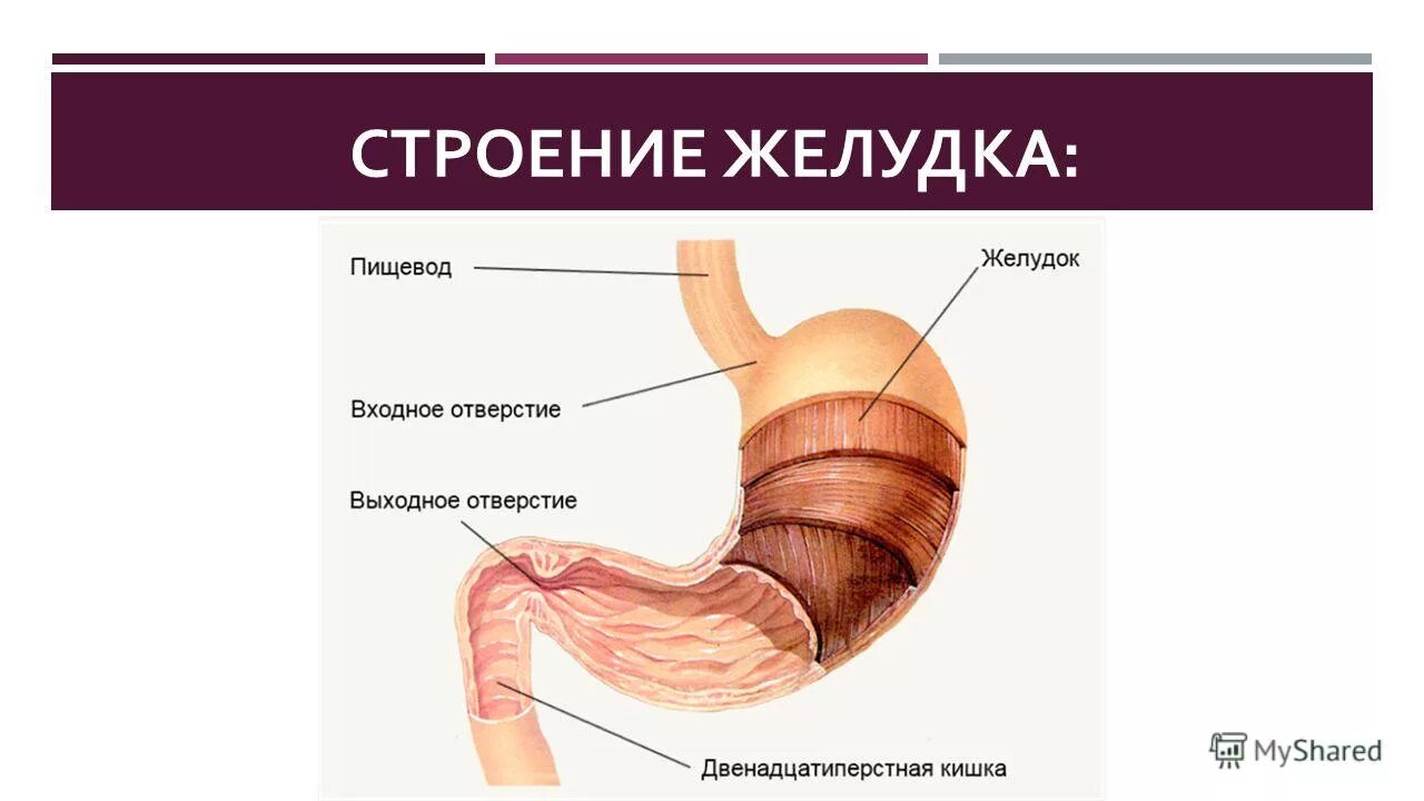 строение желудка человека анатомия. желудок строение анатомия. анатомическое строение,расположение,функции желудка. анатомические структуры желудка. анатомическое строение,расположение,функции желудка.