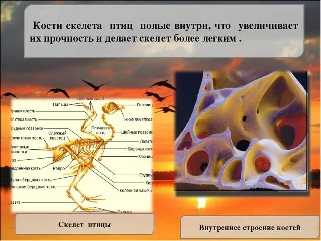 Кости птиц легкие в связи с тем. Полые кости у птиц. Строение кости птицы. Строение костей птиц внутри. Полые кости.