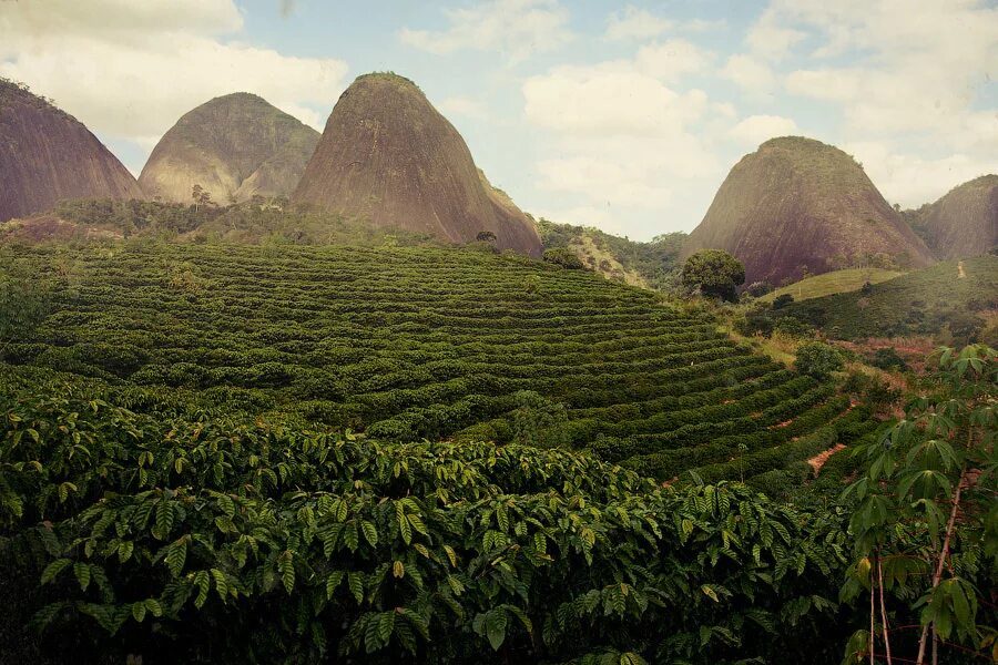 Кофейное дерево бразилия. Плантации кофе в Бразилии. Кофейные плантации в Бразилии. Бразилия Сантос плантация кофе. Бразилия Моджиана плантации кофе.