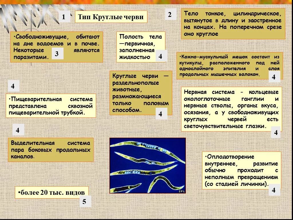 Тело круглых червей разделено на. Тип круглые черви класс нематоды 7 класс. Круглые черви конспект. Тип круглые черви свободноживущие. Краткий конспект Тип круглые черви 7 класс.