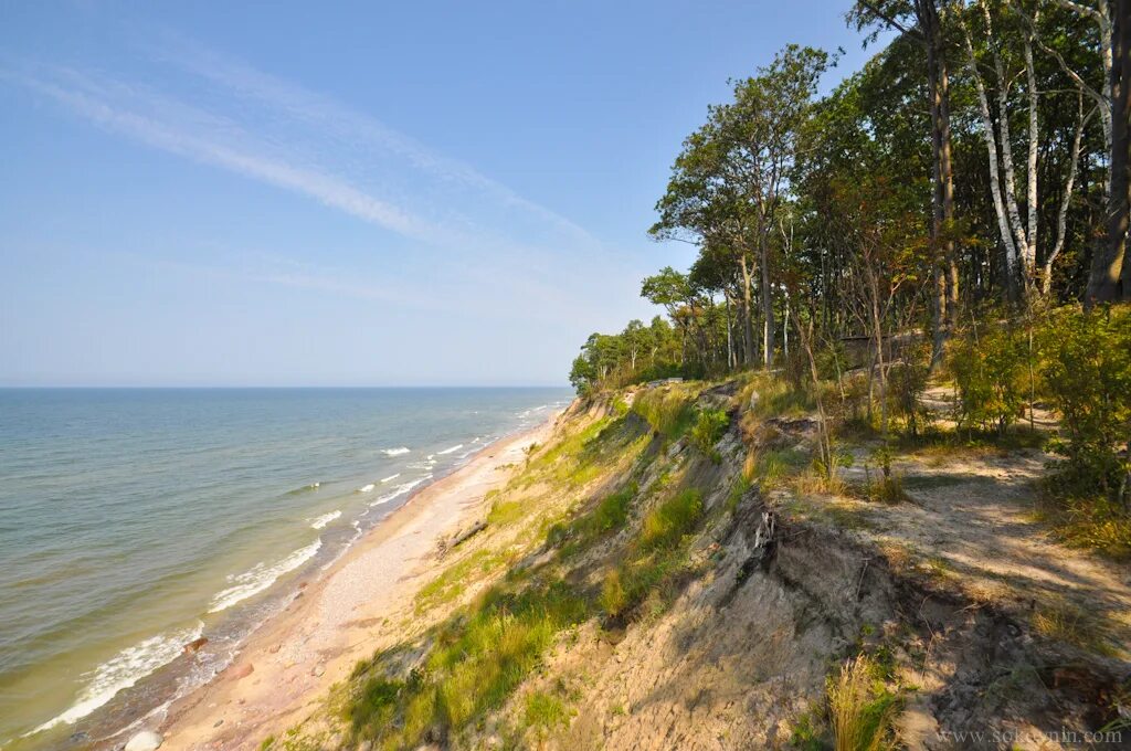 Хвойный берег. Балтийское море Куршская коса пляж. Куршская коса сосны берег. Калининград Балтийское море Куршская коса. Балтийское море Паланга.