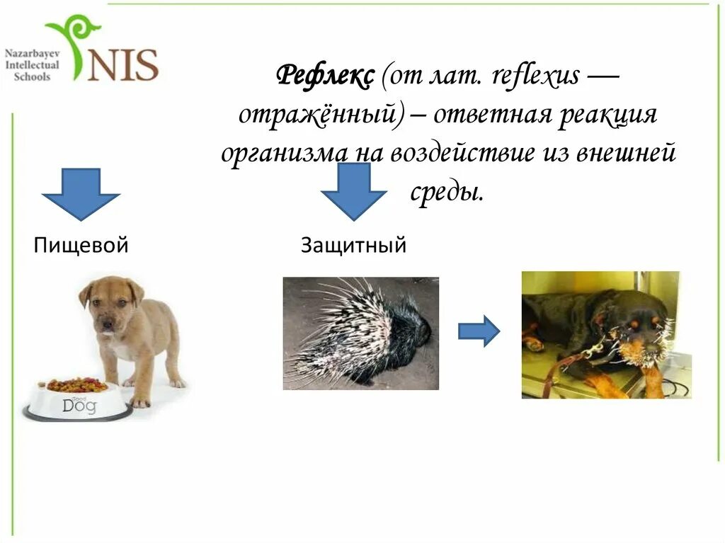 Примеры рефлексов у животных. Ответная реакция организма на воздействия внешней среды. Рефлекс это в биологии 6 класс. Защитные рефлексы у животных. Ответная реакция организма на воздействие среды