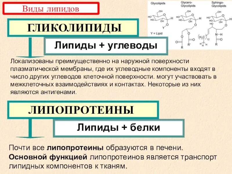 Функции нуклеиновых кислот углеводов. Гликолипиды и липопротеиды. Углеводы и липиды. Презентация по углеводам и липидам. Функции липидов.