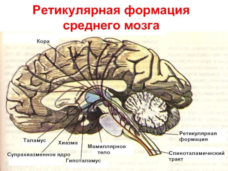 Ретикулярная формация ствола головного мозга. Средний мозг ретикулярная формация. Нейроны ретикулярной формации продолговатого мозга. Ретикулярные ядра ствола мозга.