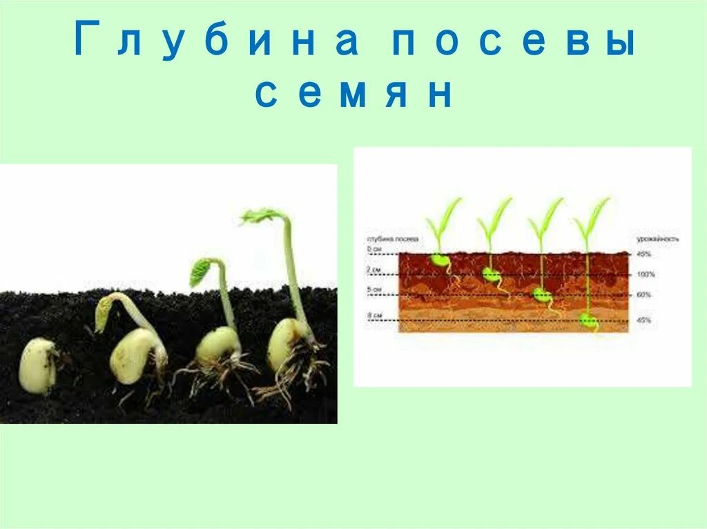 Условия посева семян биология 6 класс. Глубина посева для прорастания семян. Глубина заделки семян. Глубина посадки семян. Глубина заделки семян различных растений.