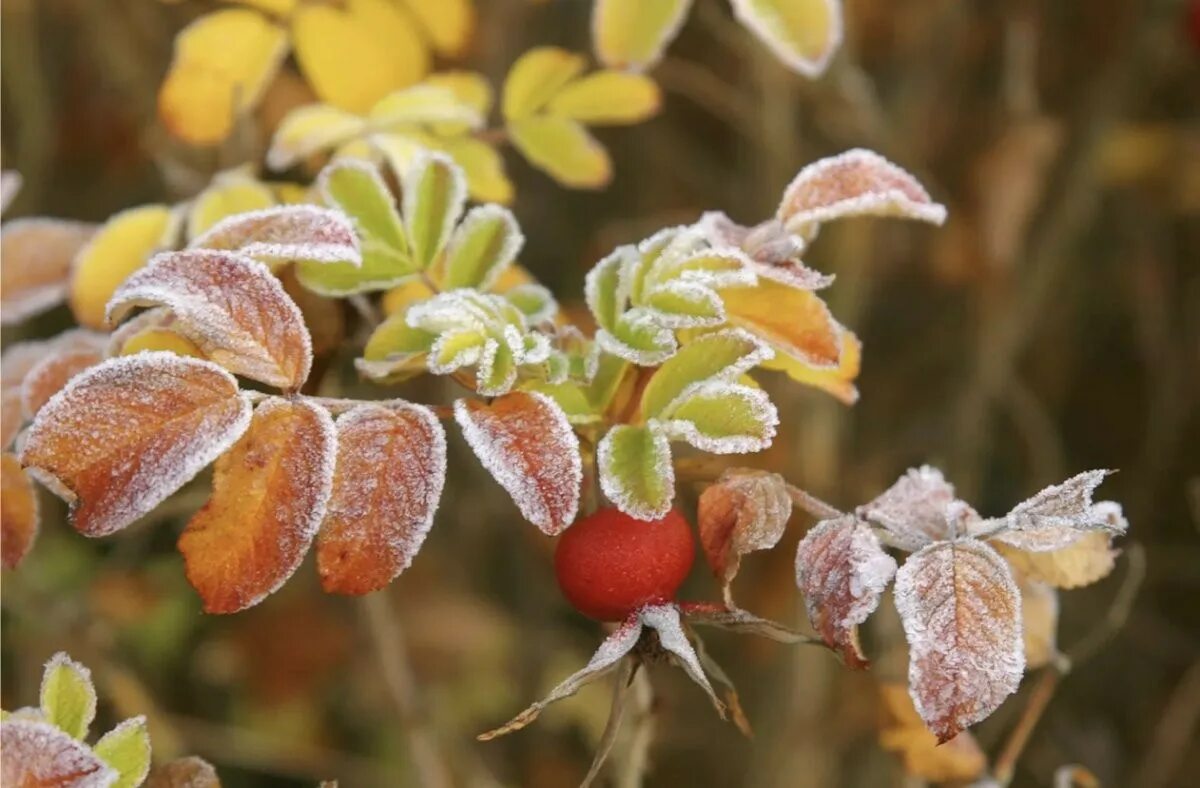 Морозная осень. Первые заморозки осенью. Осень морозец. Осень снег. Осенние заморозки.