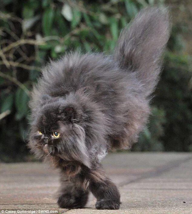 Caffrey, the amazing moggie who survives on two legs... and they're both on the 