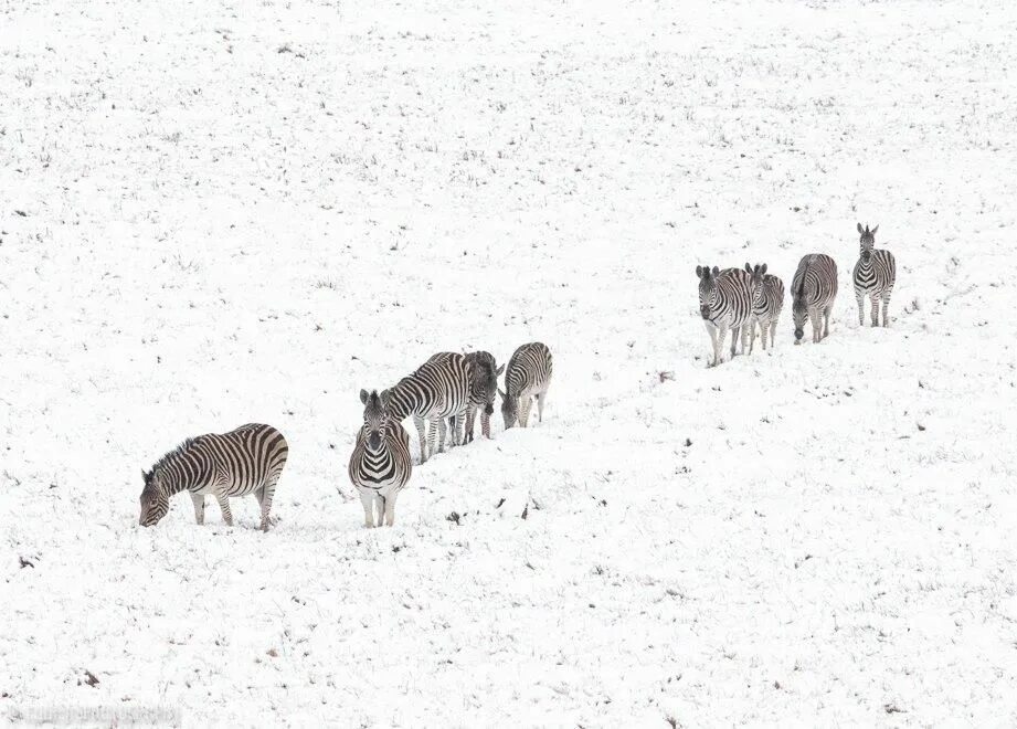 В африке зима летом. Зима в африке. В африке зима летом. Зима в африке. Снег в кении.