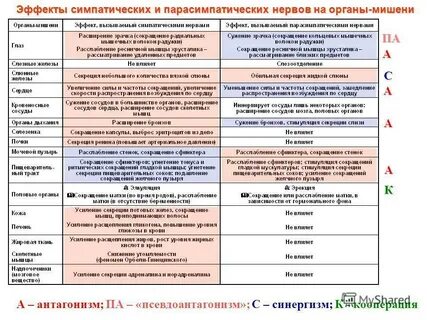 Феномен орбели гинецинского