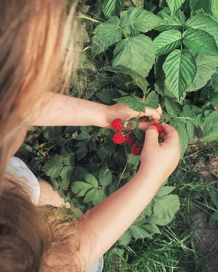 I takto bohatou sklizeň můžeme na naší zahradě mít Edible garden, Fruit picker, 
