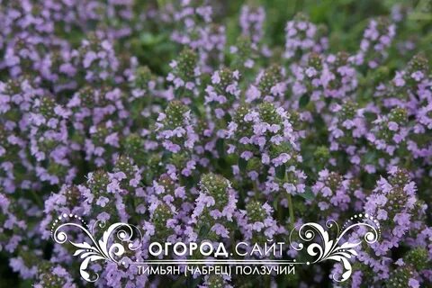 Тимьян ползучий семена