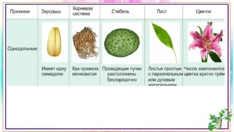 3 примера однодольных