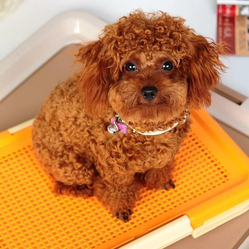 Как приучить пуделя к пеленке. Как приучить пуделя к пеленке. Туалет лоток для собак. Туалет для собак кобелей домашний. Как приучить пуделя к пеленке.