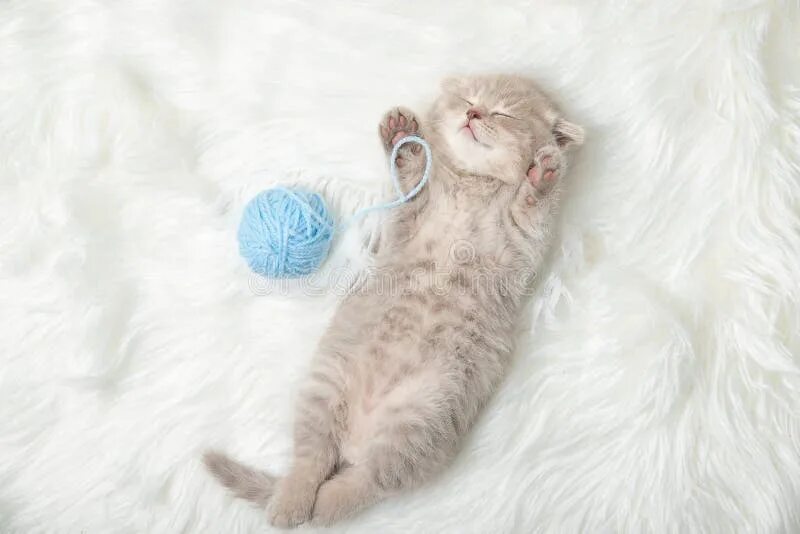 Серо полосатый котенок. Котенок на ковре. Ковер с котиками. Спящий котенок. Кот лежит.