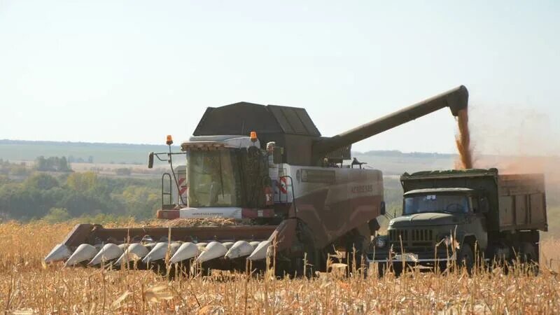 Колхоз им горина белгородская область. Белгородская область колхоз. Белгородская область колхоз. Уборочная страда 2021 в белгородской области. Белгородская область колхоз фрунзе 1959 год.