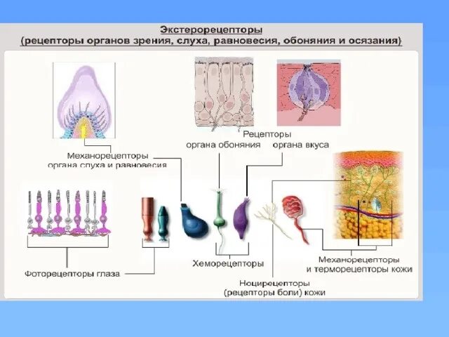 Биология 8 класс органы чувств анализаторы. Экстерорецепторы это рецепторы. Рецепторы органов зрения и слуха. Экстерорецепторы анализаторы. Виды экстерорецепторов.