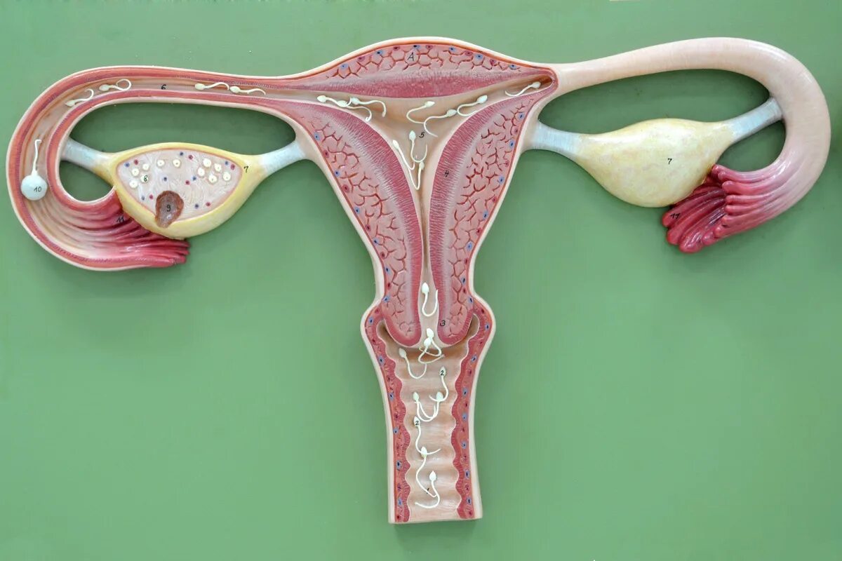 Здоровые женские органы. Женские половые органы яичник