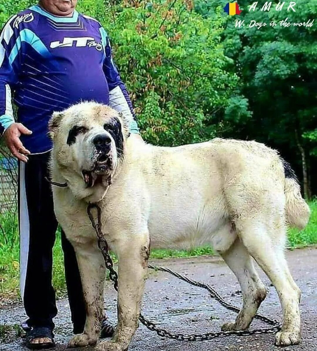 Самого большого алабая в мире. Среднеазиатская овчарка алабай бульдозер. Алабай бульдозер. Туркменский алабай кангал. Туркменский алабай бульдозер.