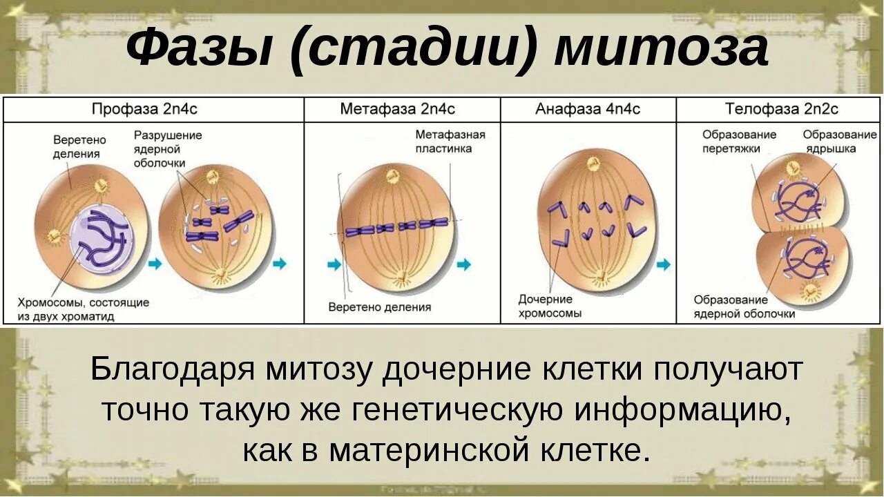 Фазы деления эукариотической клетки. Профаза метафаза анафаза рисунки. Митоз профаза метафаза анафаза телофаза. Профаза анафаза телофаза метафаза интерфаза. Дочерних клетках любого организма при митозе образуется